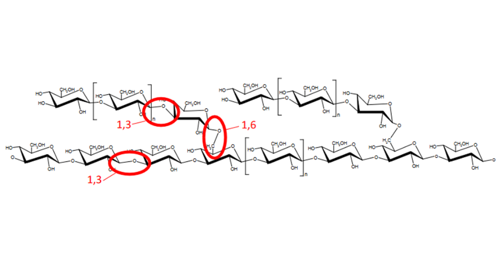 Structure moléculaire des bêta glucanes de levure